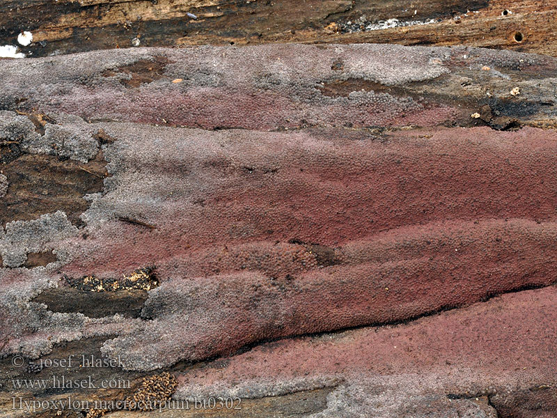 Hypoxylon macrocarpum Großfrüchtige Kohlenbeere