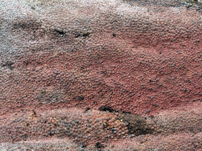 Hypoxylon macrocarpum Drevovček rozložitý Skorpe-kulbær Hypoxyle grand