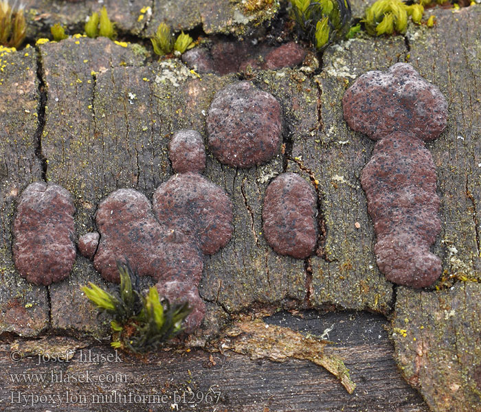 Hypoxylon multiforme Dřevomor mnohotvarý