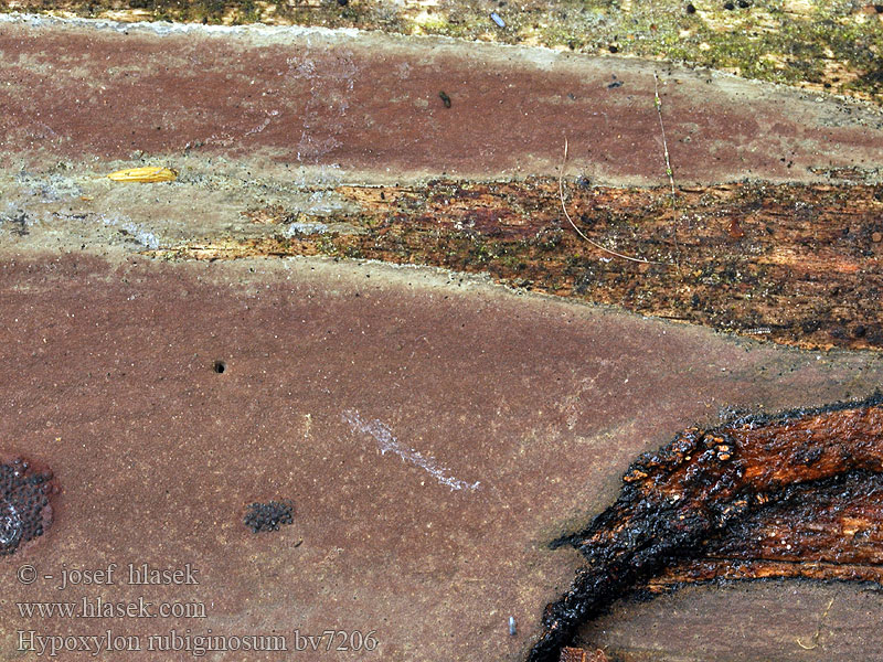 Hypoxylon rubiginosum Drevovček hrdzavý Koppardyna