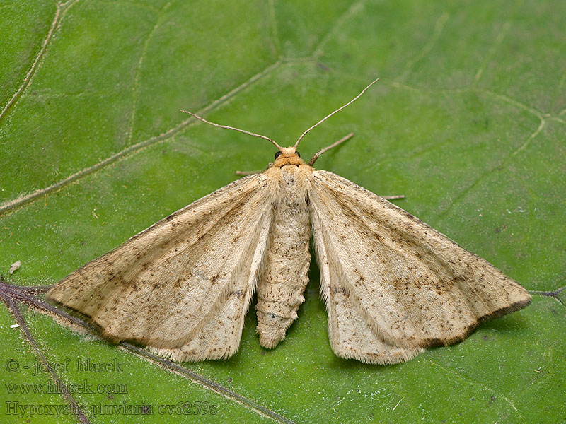 Hypoxystis pluviaria Zejkovec kručinkový