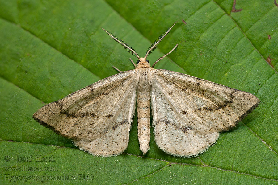 Sademittari Spetsvingemätare Hypoxystis pluviaria