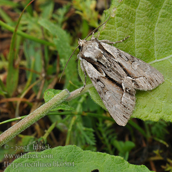 Zwartstreepui Совка прямолинейная Noctuelle saxonne