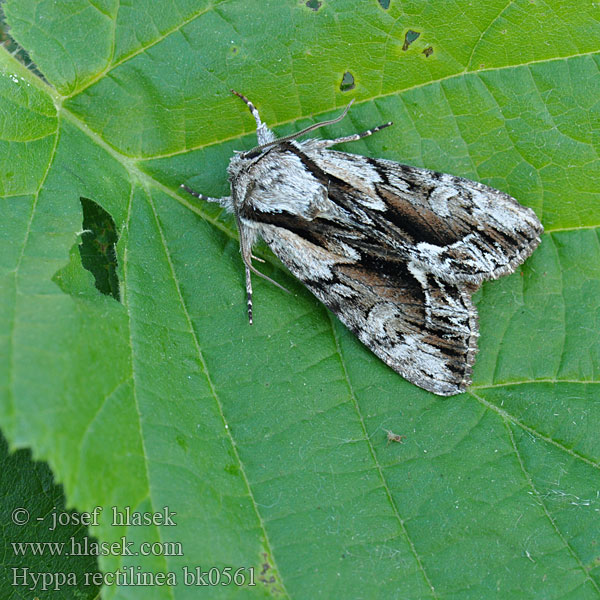 Noctuelle saxonne Tiesiajuostis pelėdgalvis