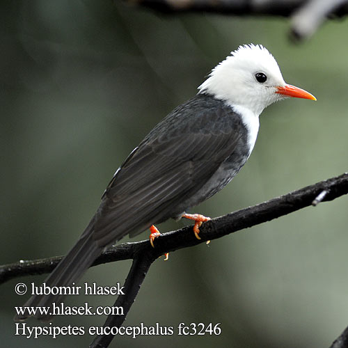 Hypsipetes leucocephalus Black Bulbul Bulbulčík bělohlavý černý Madagaskarfluchtvogel Sortbulbul Punanokkabulbuli Bulbul noir Bulbul nero クロヒヨドリ Szczeciak granatowy Svart bulbyl Witkopbuulbuul Svartbylbyl นกปรอดดำ Cành cạch đen 黑短脚鹎 Белоголовый бюльбюль