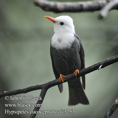 Madagaskarfluchtvogel Sortbulbul Punanokkabulbuli Bulbul noir Bulbul nero クロヒヨドリ Szczeciak granatowy Svart bulbyl Witkopbuulbuul Svartbylbyl นกปรอดดำ Cành cạch đen 黑短脚鹎 Белоголовый бюльбюль Hypsipetes leucocephalus Black Bulbul Bulbulčík bělohlavý černý