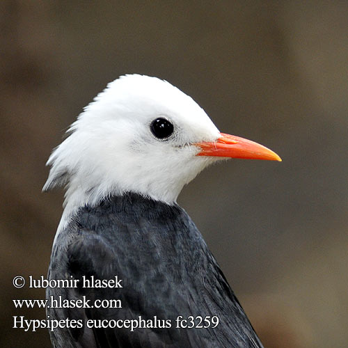 Hypsipetes leucocephalus fc3259