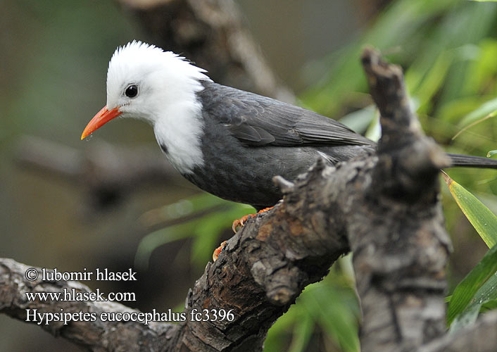 黑短脚鹎 Белоголовый бюльбюль Hypsipetes leucocephalus Black Bulbul Bulbulčík bělohlavý černý Madagaskarfluchtvogel Sortbulbul Punanokkabulbuli Bulbul noir Bulbul nero クロヒヨドリ Szczeciak granatowy Svart bulbyl Witkopbuulbuul Svartbylbyl นกปรอดดำ Cành cạch đen