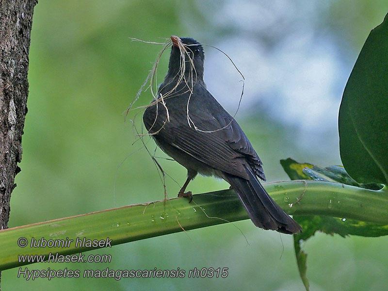 Madagaskar kurşuni arapbülbülü Горована мадагаскарська Hypsipetes madagascariensis