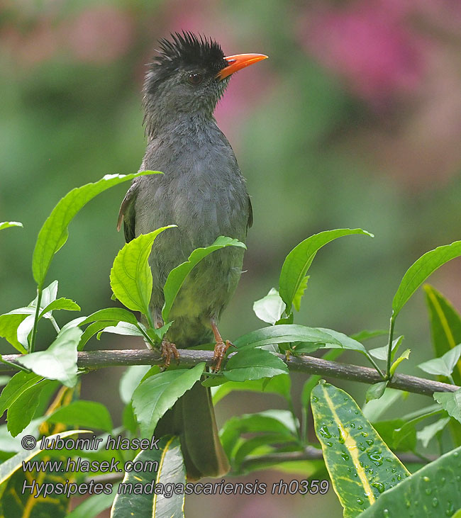 Мадагаскарский бюльбюль madagaskarbulbyl Bylbyl horovana Hypsipetes madagascariensis