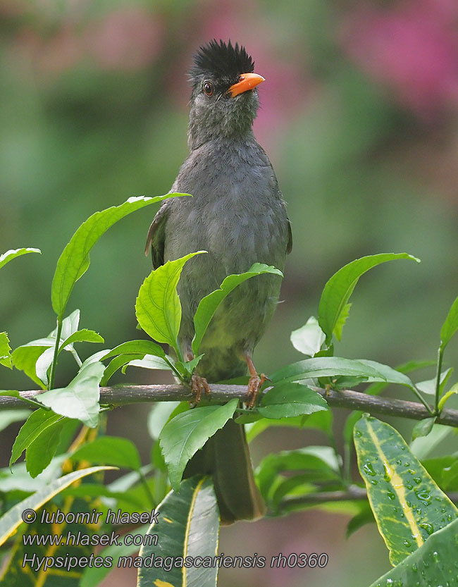 クロヒヨドリ Zwarte Buulbuul Madagaskarbylbyl Szczeciak ciemny bulbul-malgaxe Hypsipetes madagascariensis
