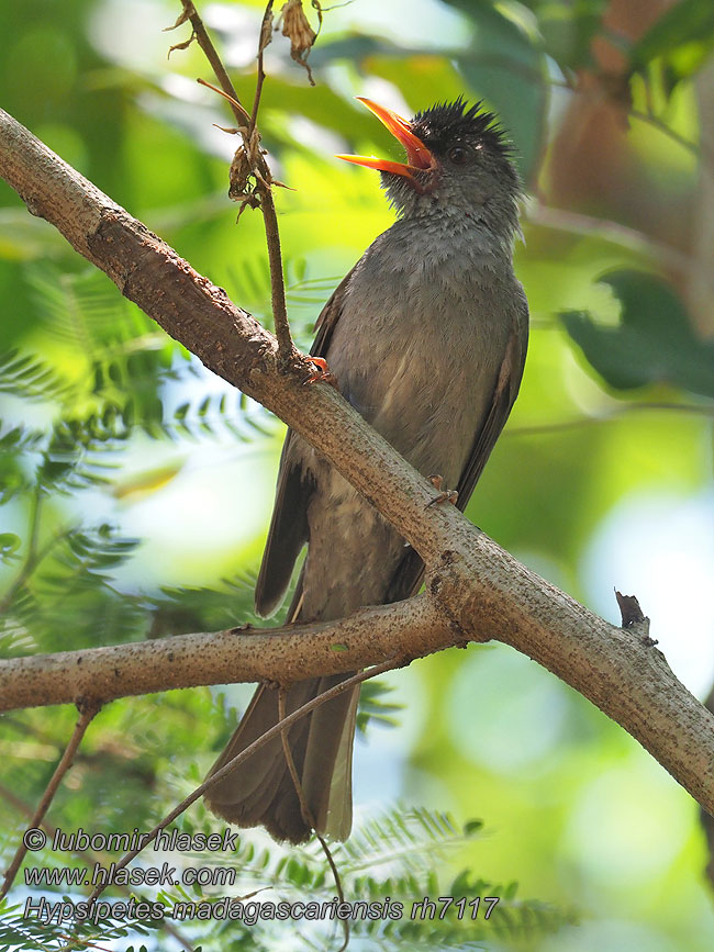 Hypsipetes madagascariensis クロヒヨドリ Zwarte Buulbuul Madagaskarbylbyl