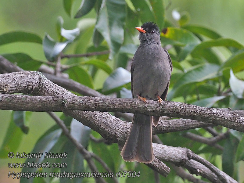 Hypsipetes madagascariensis Bulbul Madagascar Madagaszkári bülbül Madagascar