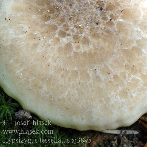 Hypsizygus tessulatus tessellatus Agaricus