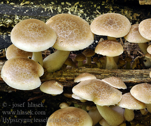 Agaricus tessellatus Pleurotus elongatipes Líha rozpukaná