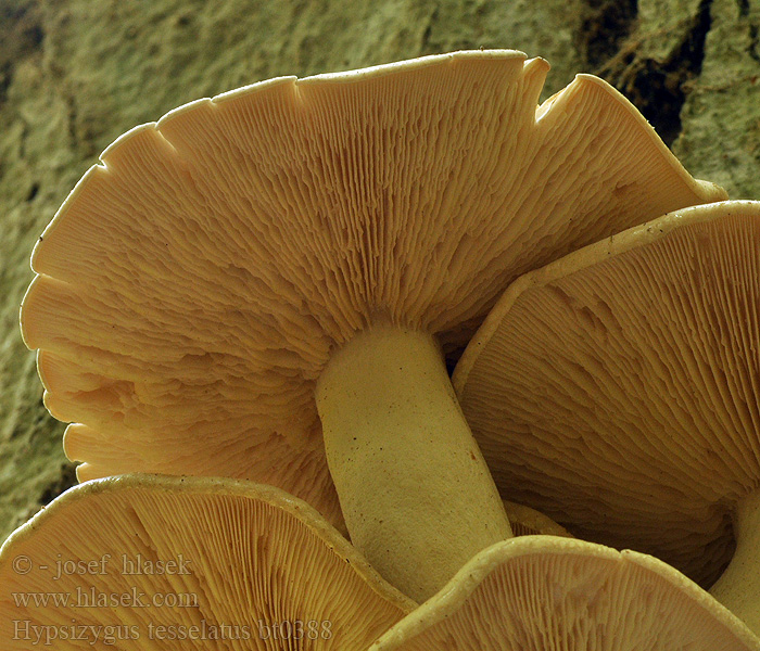 Hypsizygus tessulatus tessellatus Agaricus Pleurotus elongatipes