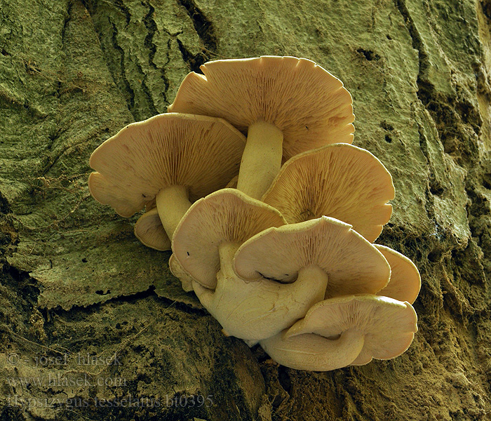 Hypsizygus tessulatus tessellatus Elm Oyster Mramorovec rozpukaný