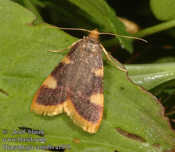 Hypsopygia costalis Gold triangle Clover hay moth