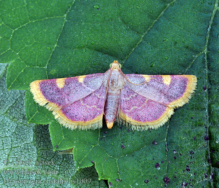 Hypsopygia costalis Triangelmot