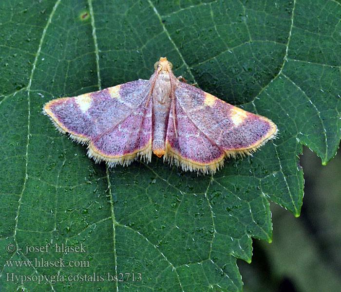 Hypsopygia costalis Vijačka senová