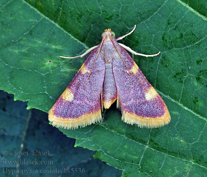 Hypsopygia costalis Högstjärtmott