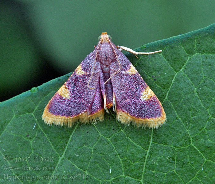 Hypsopygia costalis Огнёвка сенная