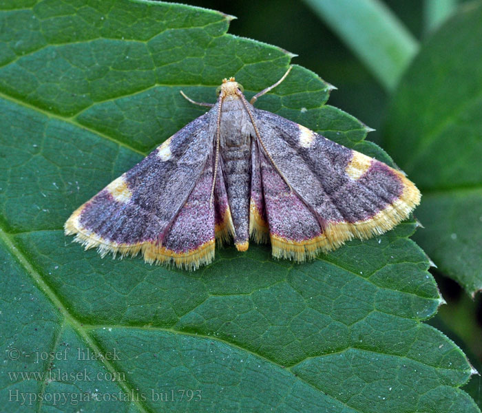 Zavíječ senomilný Hypsopygia costalis