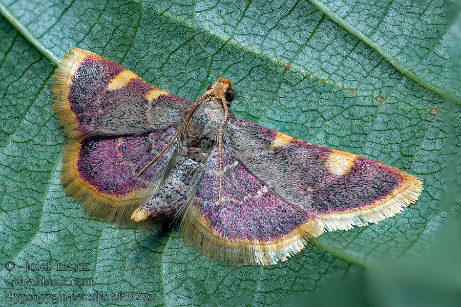 Hypsopygia costalis