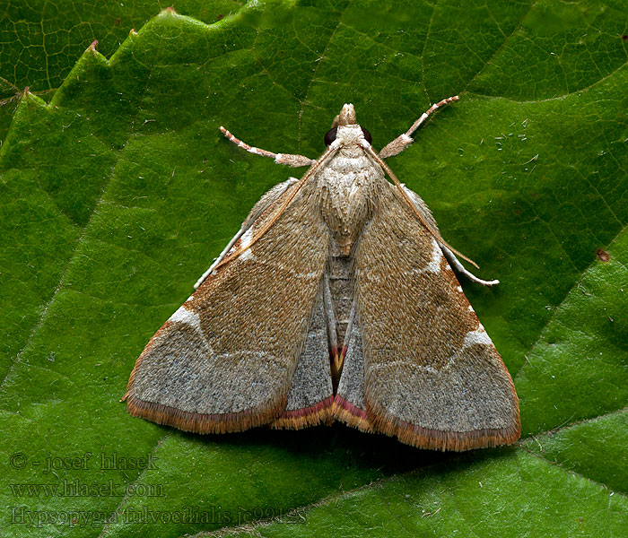 Hypsopygia fulvocilialis