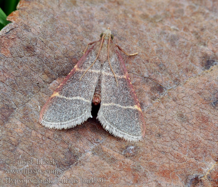 Hypsopygia glaucinalis Vijačka slamová