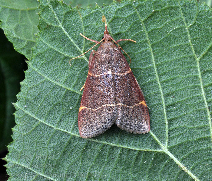 Hypsopygia glaucinalis Blågrått herkulesmott