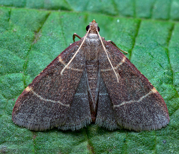 Hypsopygia glaucinalis Vijačka slamová