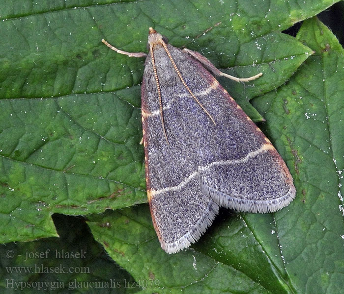 Vijačka slamová Hypsopygia glaucinalis