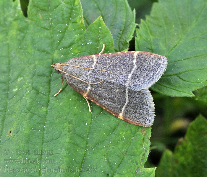 Tweelijnmot Hypsopygia glaucinalis