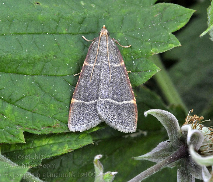 Blågrått herkulesmott Hypsopygia glaucinalis