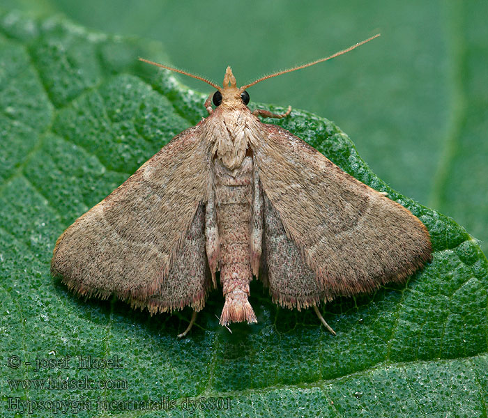 Hypsopygia incarnatalis