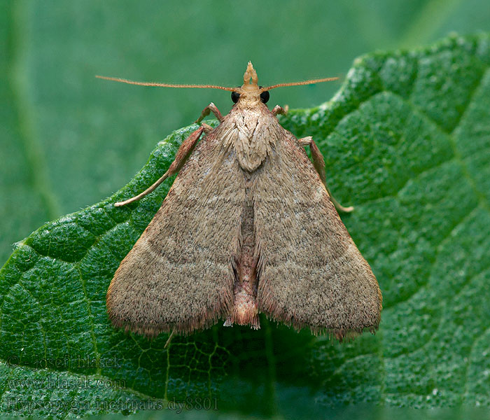 Hypsopygia incarnatalis