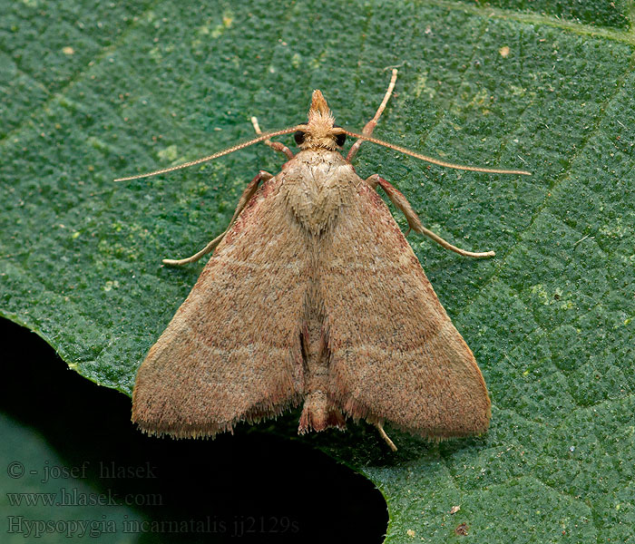 Hypsopygia incarnatalis