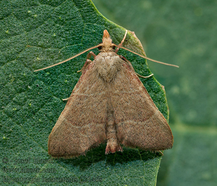 Hypsopygia incarnatalis