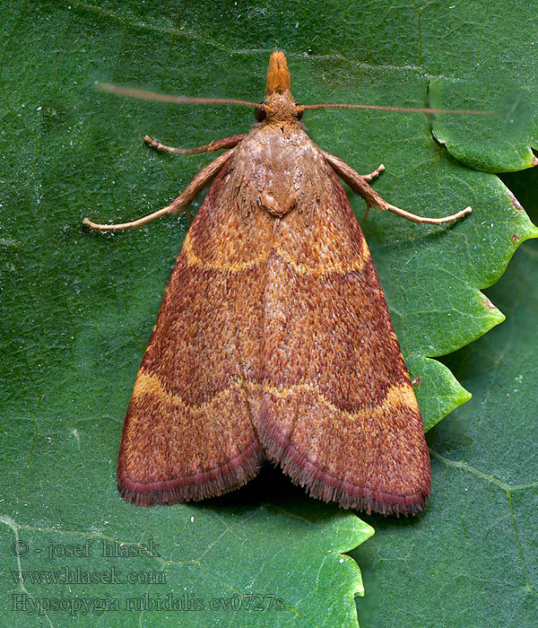 Herculia Hypsopygia rubidalis Vijačka červenohnedá Vörös fényilonca