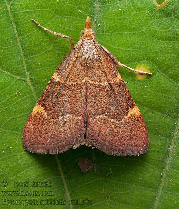 Herculia Hypsopygia rubidalis Vijačka červenohnedá