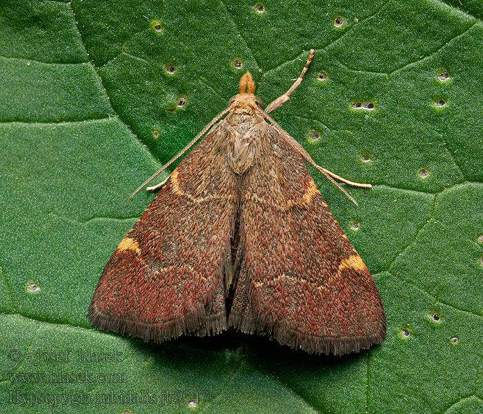 Herculia Hypsopygia rubidalis