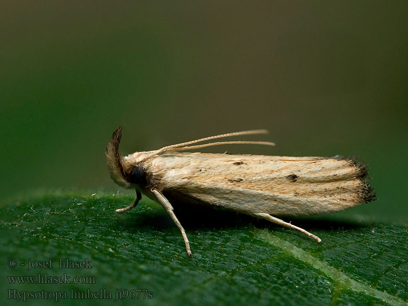 Hypsotropa limbella