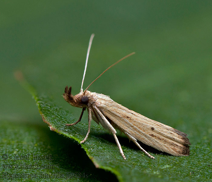 Hypsotropa limbella