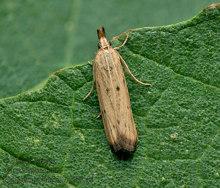 Hypsotropa limbella