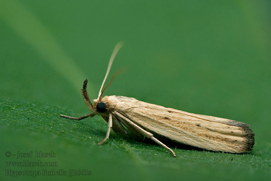 Hypsotropa limbella