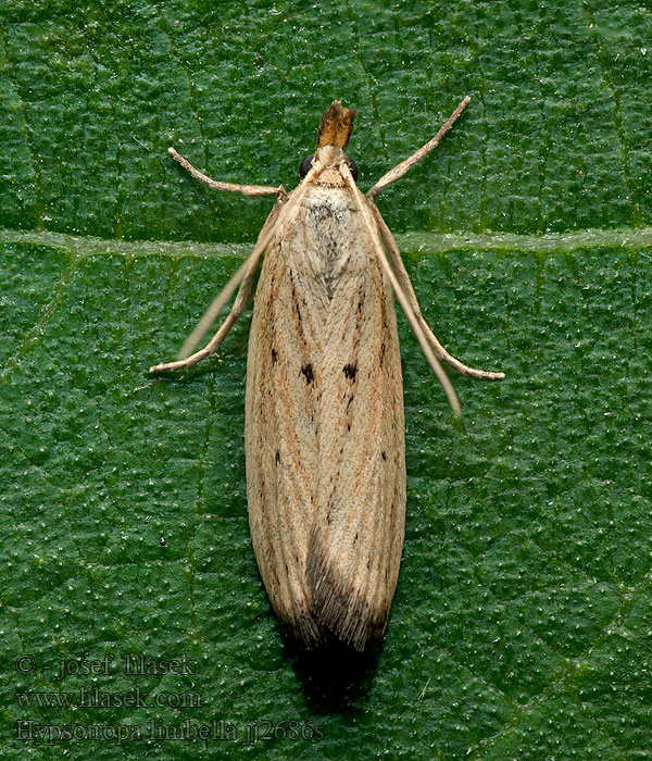 Hypsotropa limbella