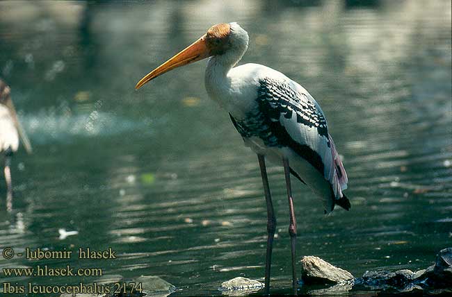 Ibis leucocephalus Mycteria Painted Stork Wood Клювач индийский Nesyt indický Buntstorch Indisk Skovstork Tántalo Indio Aasianiibishaikara Tantale indien Tantalo variopinto インドトキコウ Indische Nimmerzat Dlawigad indyjski Indisk ibisstork 彩鹳 白头 นกกาบบัว