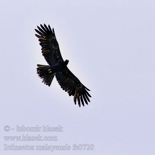 Ictinaetus malayensis Black Eagle Orel indomalajský Malaienadler Águila Milana Aigle noir カザノワシ Orlik malajsk Maleise Zwarte Arend Орел-яйцеед 林雕