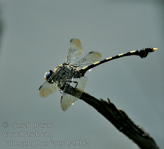 Ictinogomphus ferox ba9942